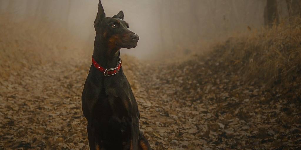 Dobermann Herbst Dobermann Herbst