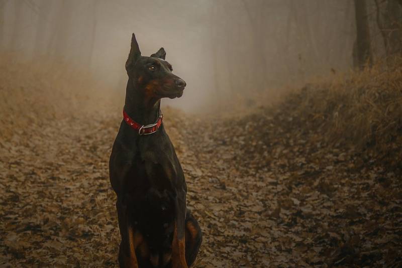 Dobermann Herbst Dobermann Herbst