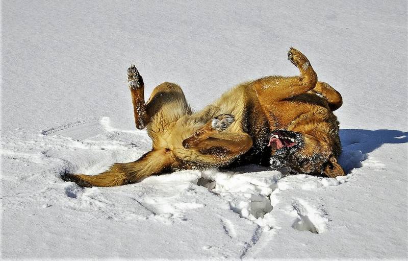 Hund im Winter Hund im Winter