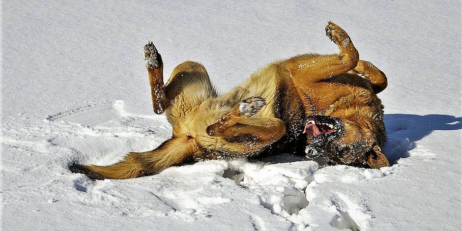 Hund im Winter Hund im Winter