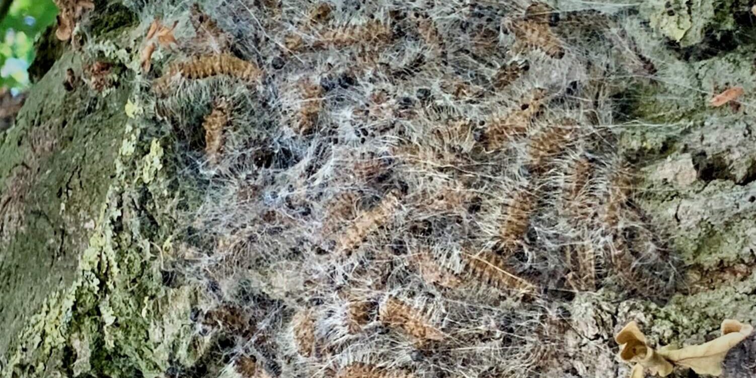 Eichenprozessionsspinner