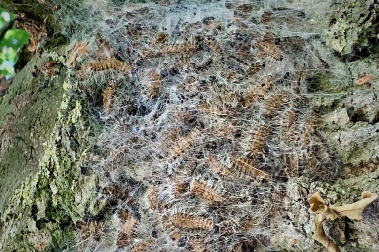 12b47e63e582a4044e9f6b63473d00b9 Eichenprozessionsspinner