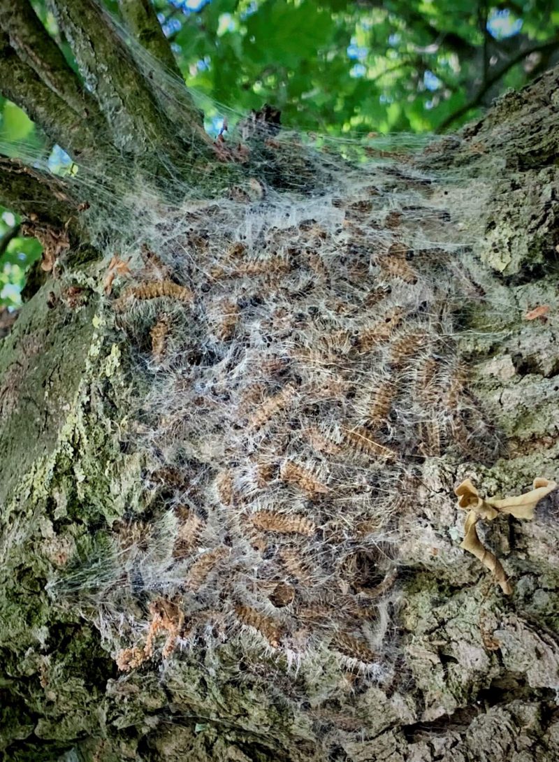 12b47e63e582a4044e9f6b63473d00b9 Eichenprozessionsspinner