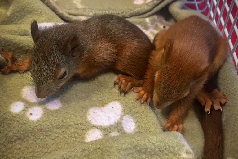 IMG_0418 Tierarzt Eichhörnchen