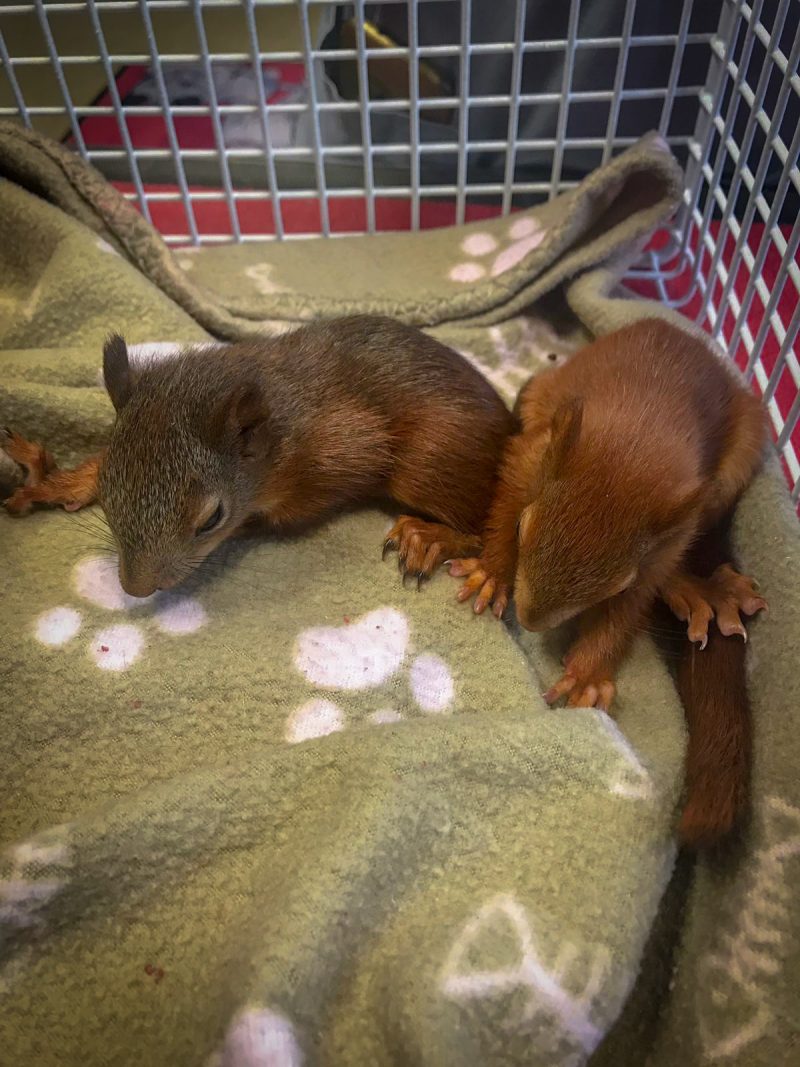 IMG_0418 Tierarzt Eichhörnchen